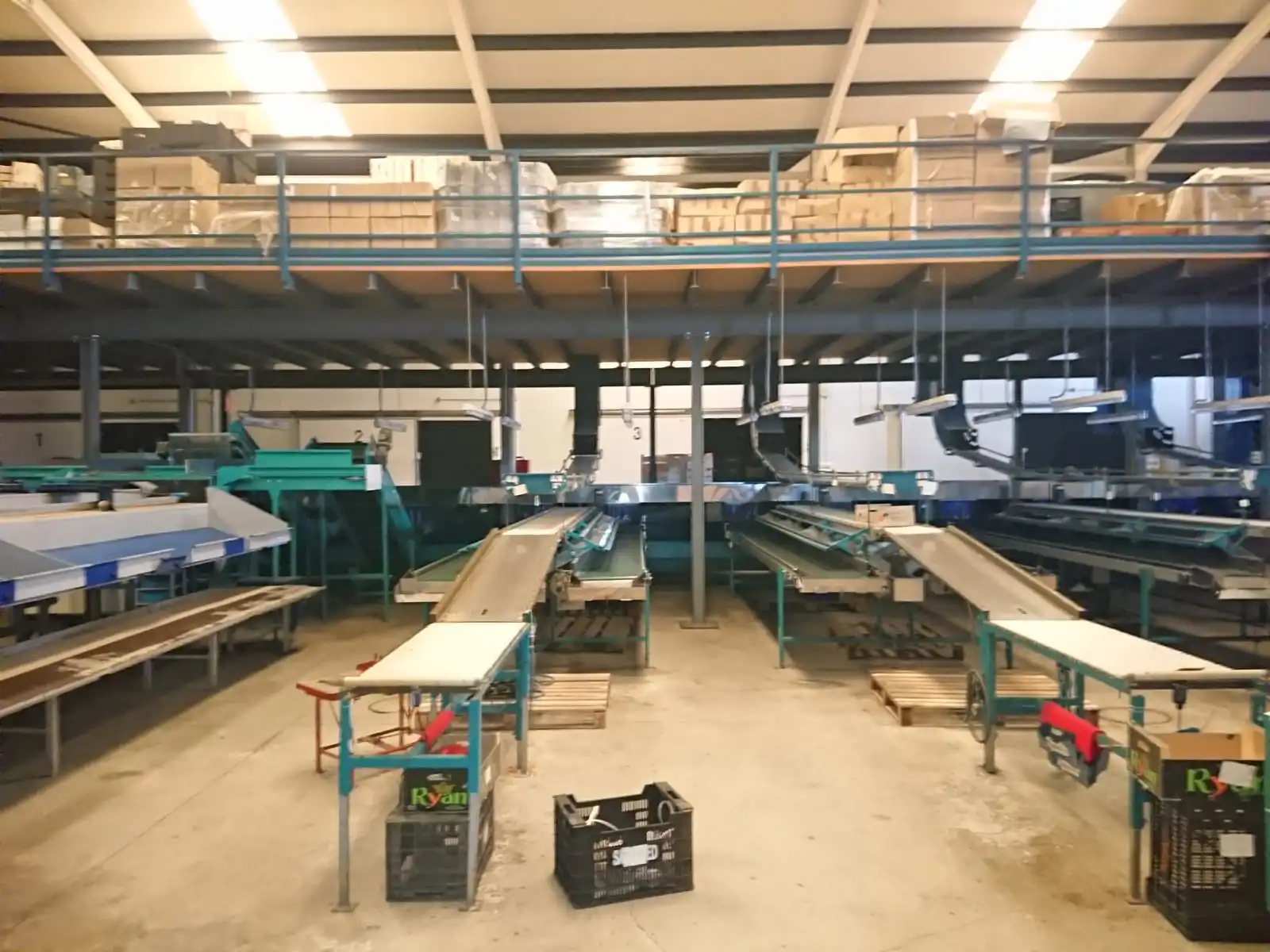 AVO GROUP 4 LINES MAF RODA POMONE AVOCADO GRADING LINE (1)