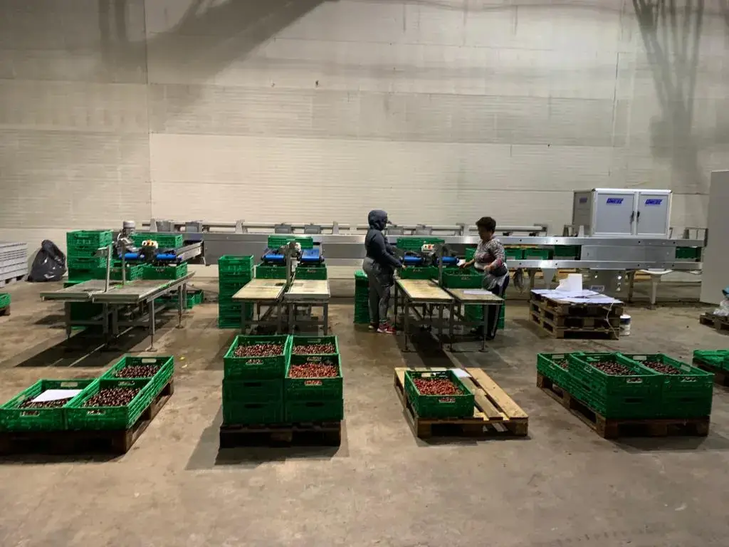 HORTIFRUCT ROMANIA 4 LINES UNITEC CHERRY LINE (1)