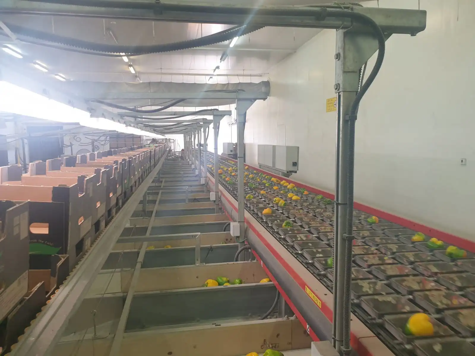 HORTIMAT HOLLAND AWETA 4 LINES PEPPERS (1)