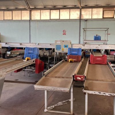 AWETA 4 LINES KIWI GRADING LINE Image4