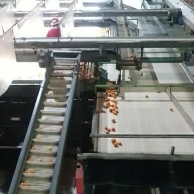 AWETA ROLLERSTAR 6 LINES Image 4