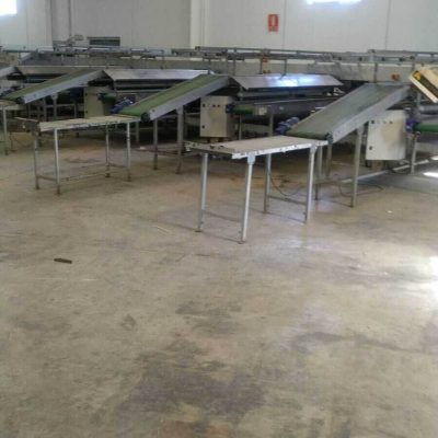 CAUSTIER 2 LINES AVOCADO GRADING LINE Image4