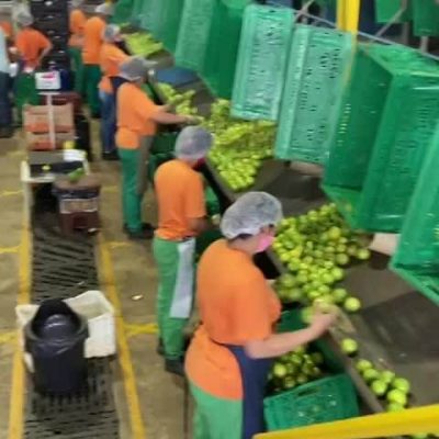 FOMESA 6 LINES CITRUS LINE Image3