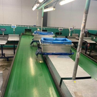 GREEFA 4 LINES APPLE GRADING LINE MSE Image3