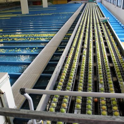 GREEFA 8 LINES APPLE PRE-SORTING LINE MODEL GEOSORTImage4