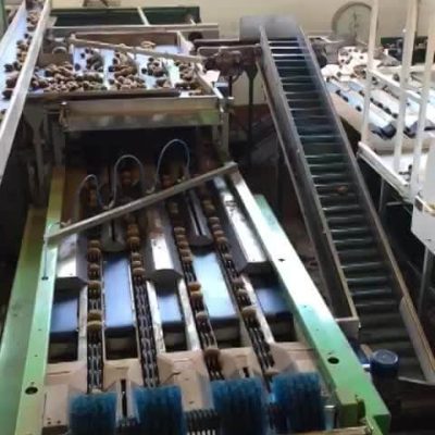 MAF RODA 8 LINES POMONE USED KIWI PRE-GRADING LINE Image5