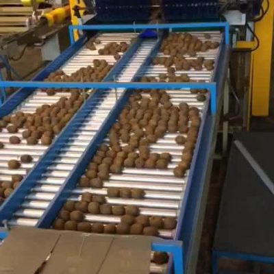 MAF RODA 8 LINES POMONE USED KIWI PRE-GRADING LINE Image6