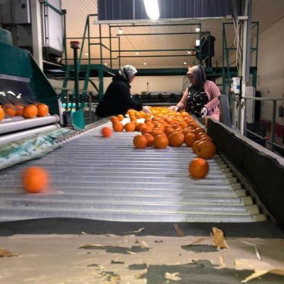 MAF RODA ONEWAY 4 LINES CITRUS Image 1