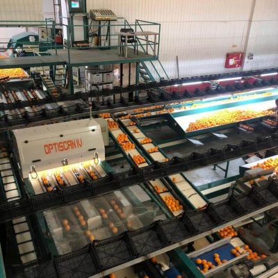 MAF RODA ONEWAY 4 LINES CITRUS Image 3