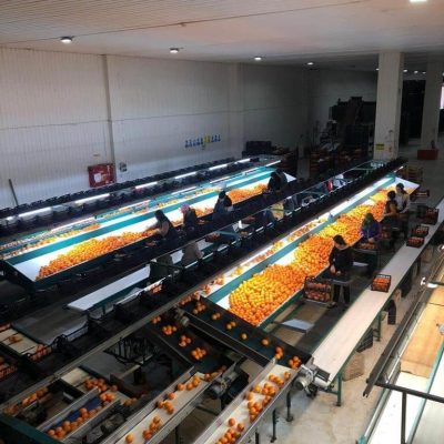 MAF RODA ONEWAY 4 LINES CITRUS Image 4