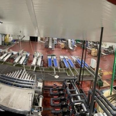 MULTISCAN CHERRY GRADING LINE 8 LINES Image 1