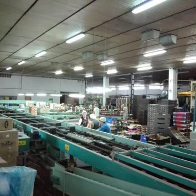 SAMMO 4 LINES USED ELECTRONIC SORTING LINE Image 03