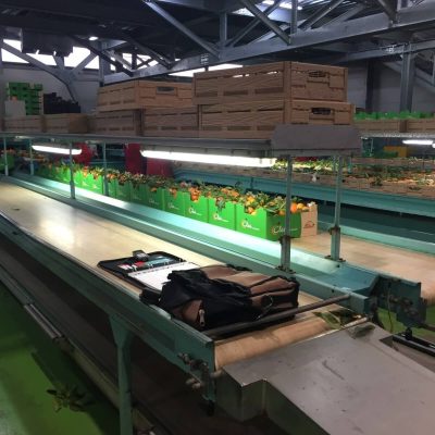 SAMMO 6 LINES CITRUS GRADING LINE Image3