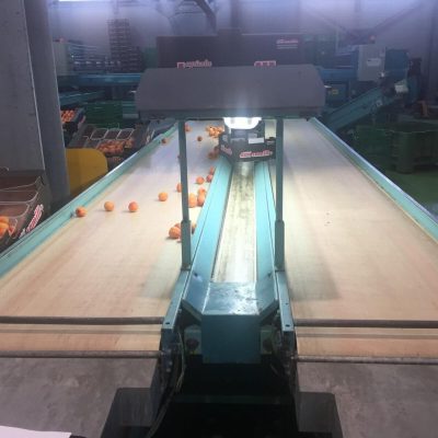 SAMMO 6 LINES CITRUS GRADING LINE Image6