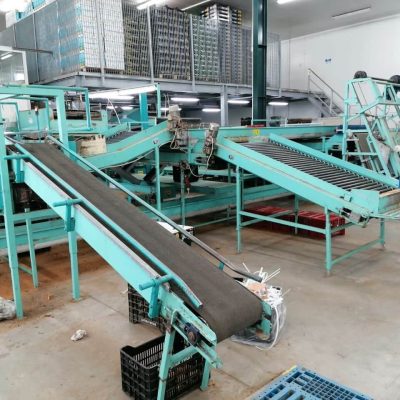 SAMMO 8 LINES KIWI SORTING LINE Image1