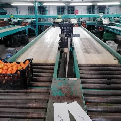SAMMO FOUR LINES CITRUS SORTING LINE Image4