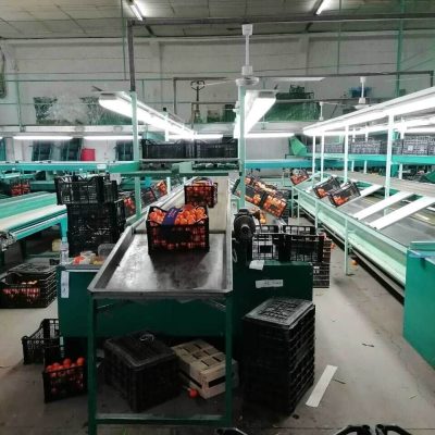 SAMMO FOUR LINES CITRUS SORTING LINE Image6