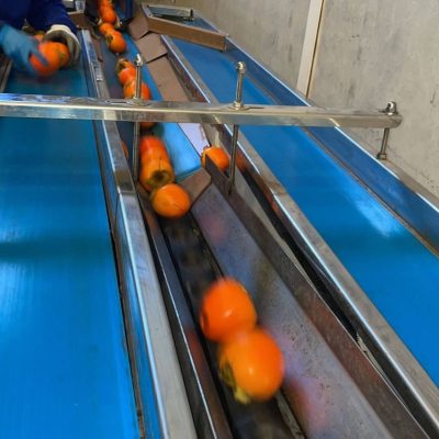 TECNOFRUTA LEVANTE ONE LINE USED GRADER Image 2