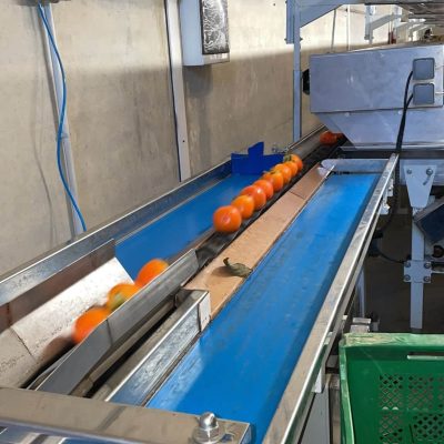 TECNOFRUTA LEVANTE ONE LINE USED GRADER Image 3