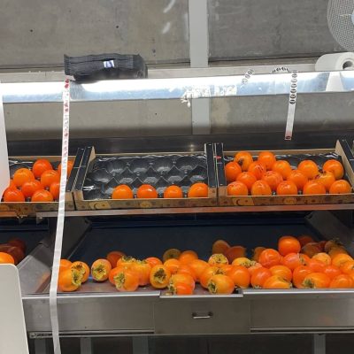 TECNOFRUTA LEVANTE ONE LINE USED GRADER Image 5