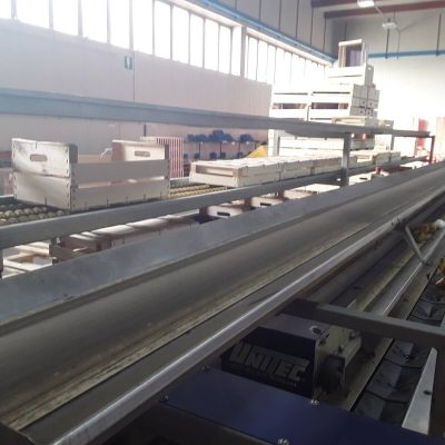 UNITEC 2 LINES MANGO GRADING LINE Image 4