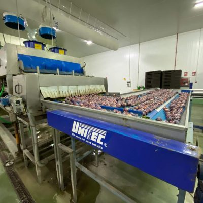 UNITEC 4 LINES PEACH GRADING LINE Image2