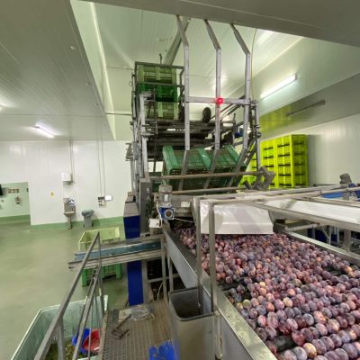 UNITEC 4 LINES PEACH GRADING LINE Image3