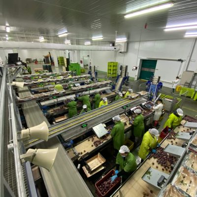 UNITEC 4 LINES PEACH GRADING LINE Image5