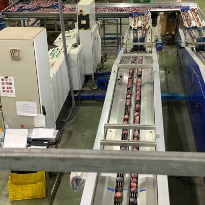 UNITEC 4 LINES PEACH GRADING LINE Image6