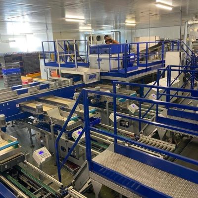 UNITEC FOUR LINES CHERRY SORTING LINE4
