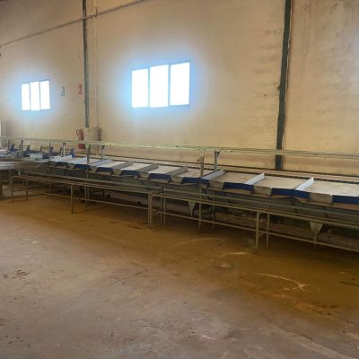 UNITEC ONE LINE PEACH KIWI SORTING LINE Image 5