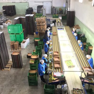 UNITEC TWO LINES TOMATO GRADING LINE Image 1