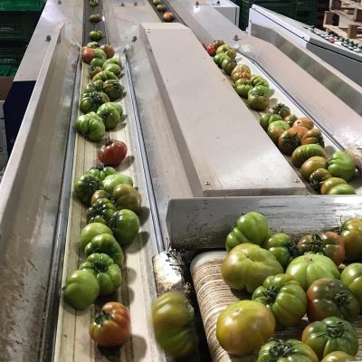 UNITEC TWO LINES TOMATO GRADING LINE Image 2