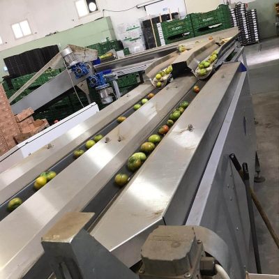 UNITEC TWO LINES TOMATO GRADING LINE Image 4