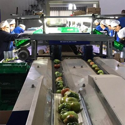 UNITEC TWO LINES TOMATO GRADING LINE Image 6