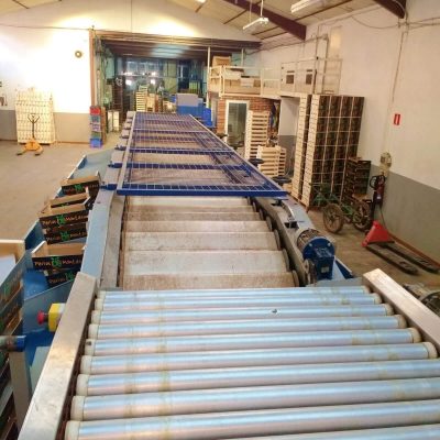 USED MAF RODA MECHANICAL GRADING LINE CITRUS Image 3
