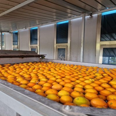 WhatsApp Image 2025-03-25 at 22.49.40