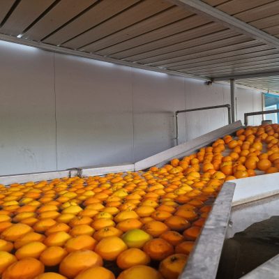 WhatsApp Image 2025-03-25 at 22.49.41 (1)