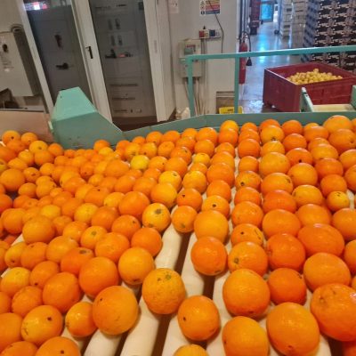 WhatsApp Image 2025-03-25 at 22.49.47 (4)