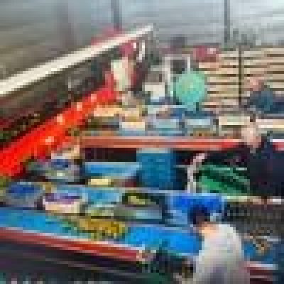 aweta-gmc4-9-grading-machine-with-stas-water-unloader-for-apples-and-pears-185848(8)